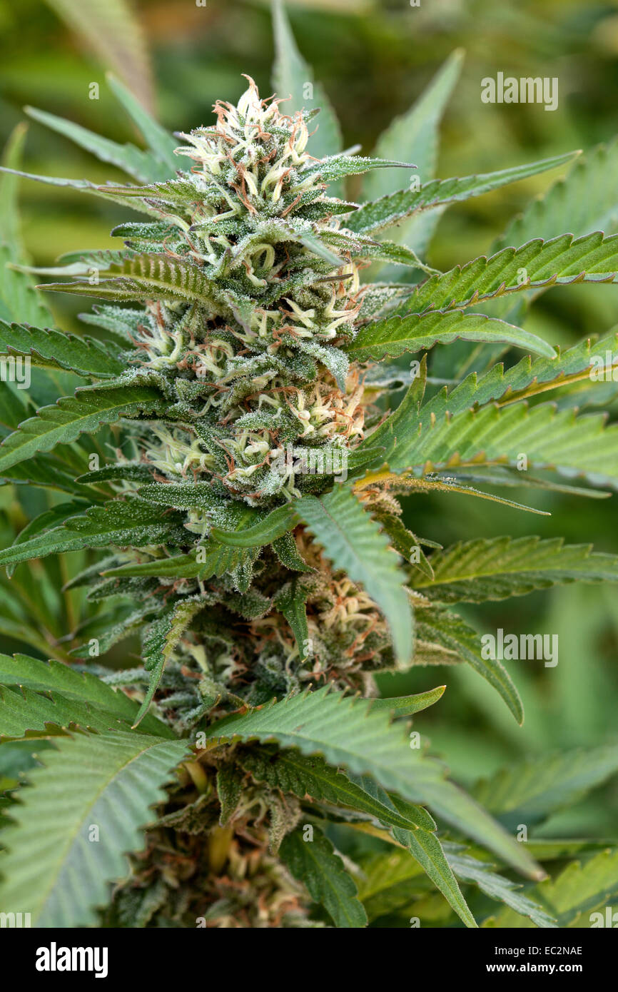 Detail Indica Weed Plant Pics Nomer 49