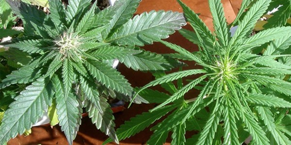 Detail Indica Weed Plant Pics Nomer 57