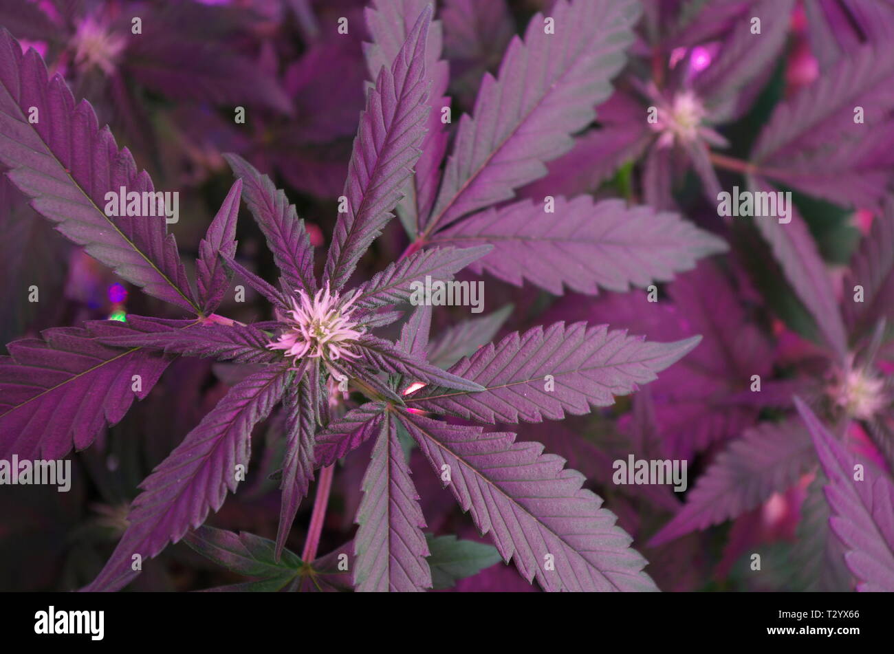 Detail Indica Weed Plant Pics Nomer 58