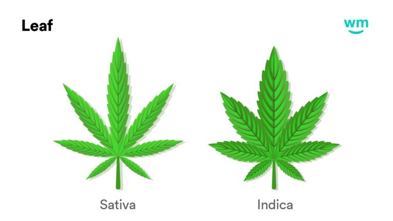 Detail Indica Weed Plant Pics Nomer 9