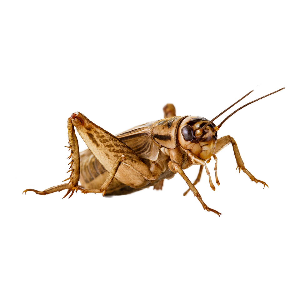 Detail Insect Cricket Image Nomer 32