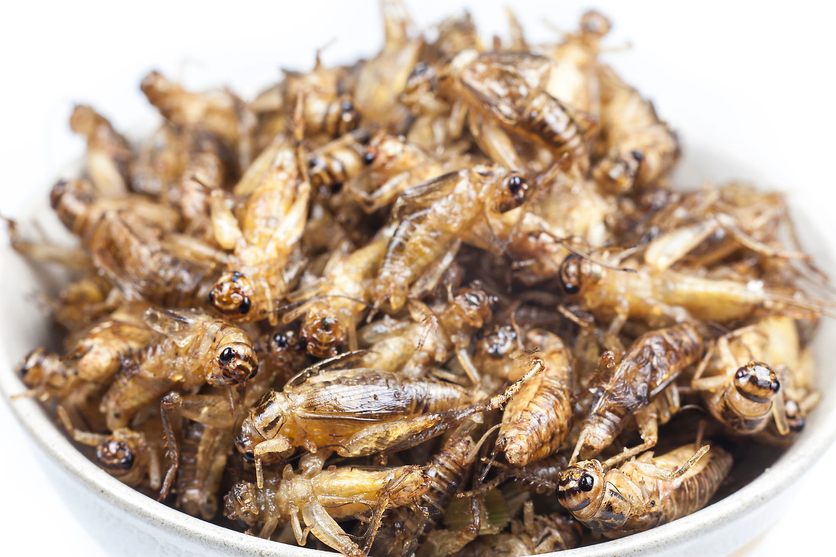 Detail Insect Cricket Image Nomer 8