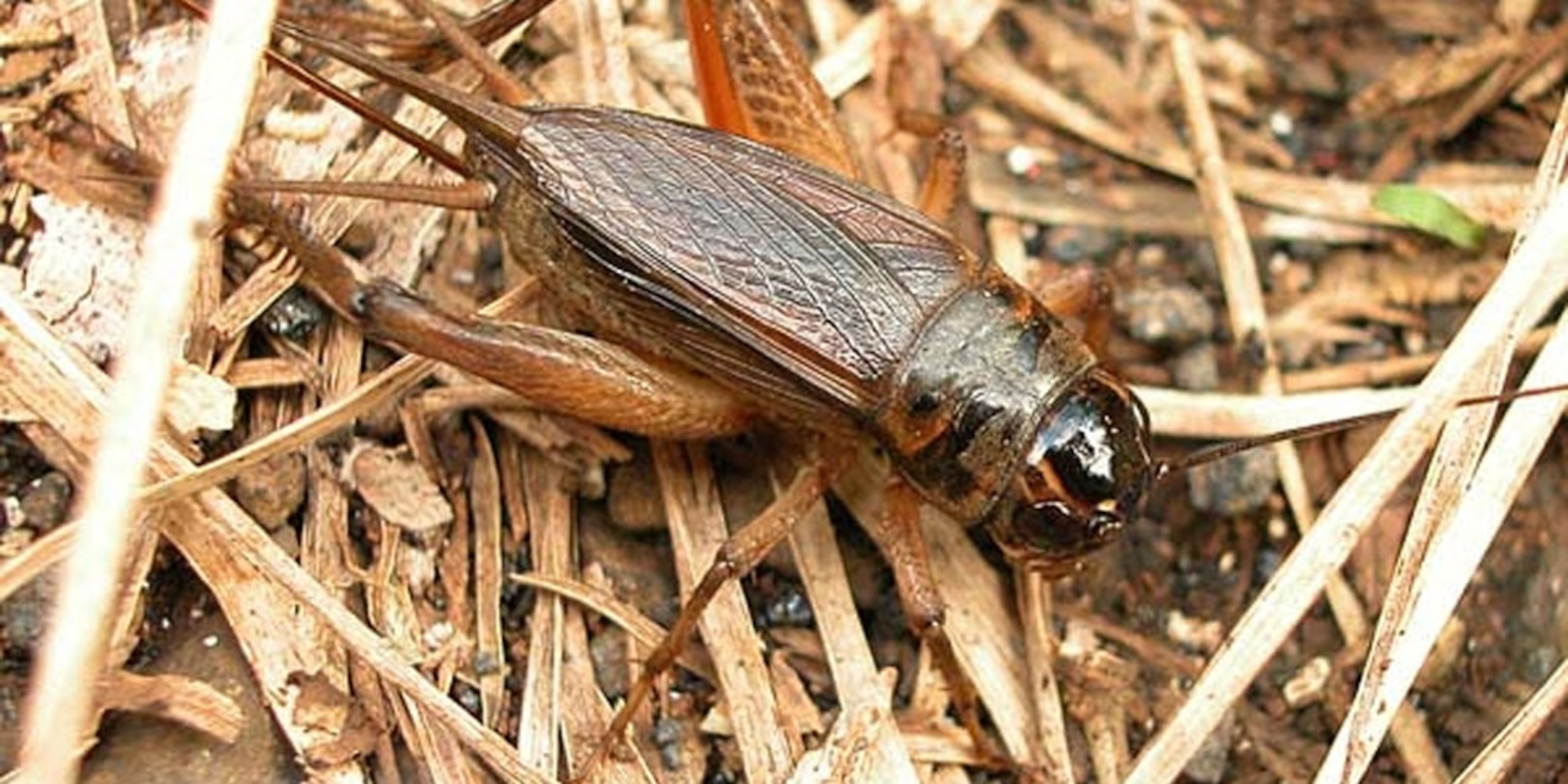 Detail Insect Cricket Picture Nomer 37