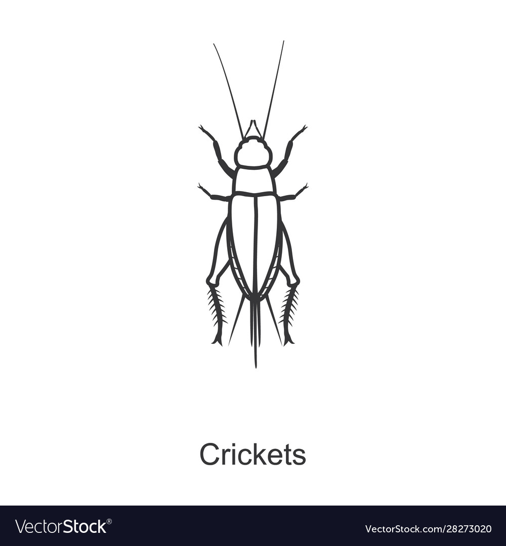 Detail Insect Cricket Picture Nomer 46