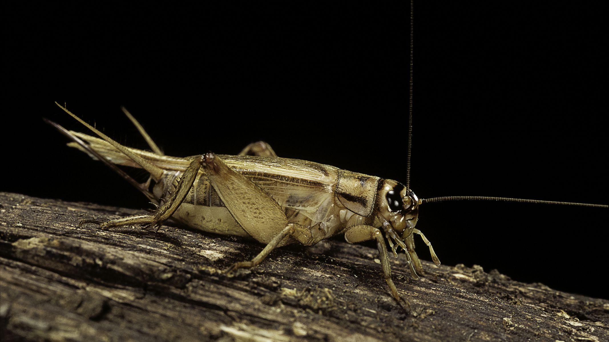 Detail Insect Cricket Picture Nomer 6