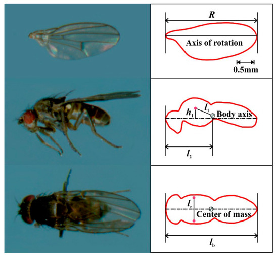 Detail Insect Spy Drone 2020 Nomer 40