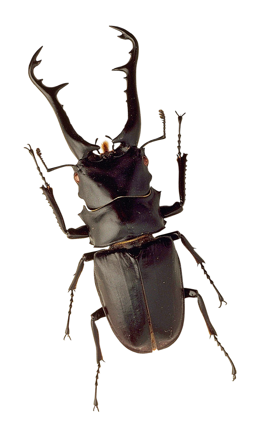 Insect Transparent Background - KibrisPDR