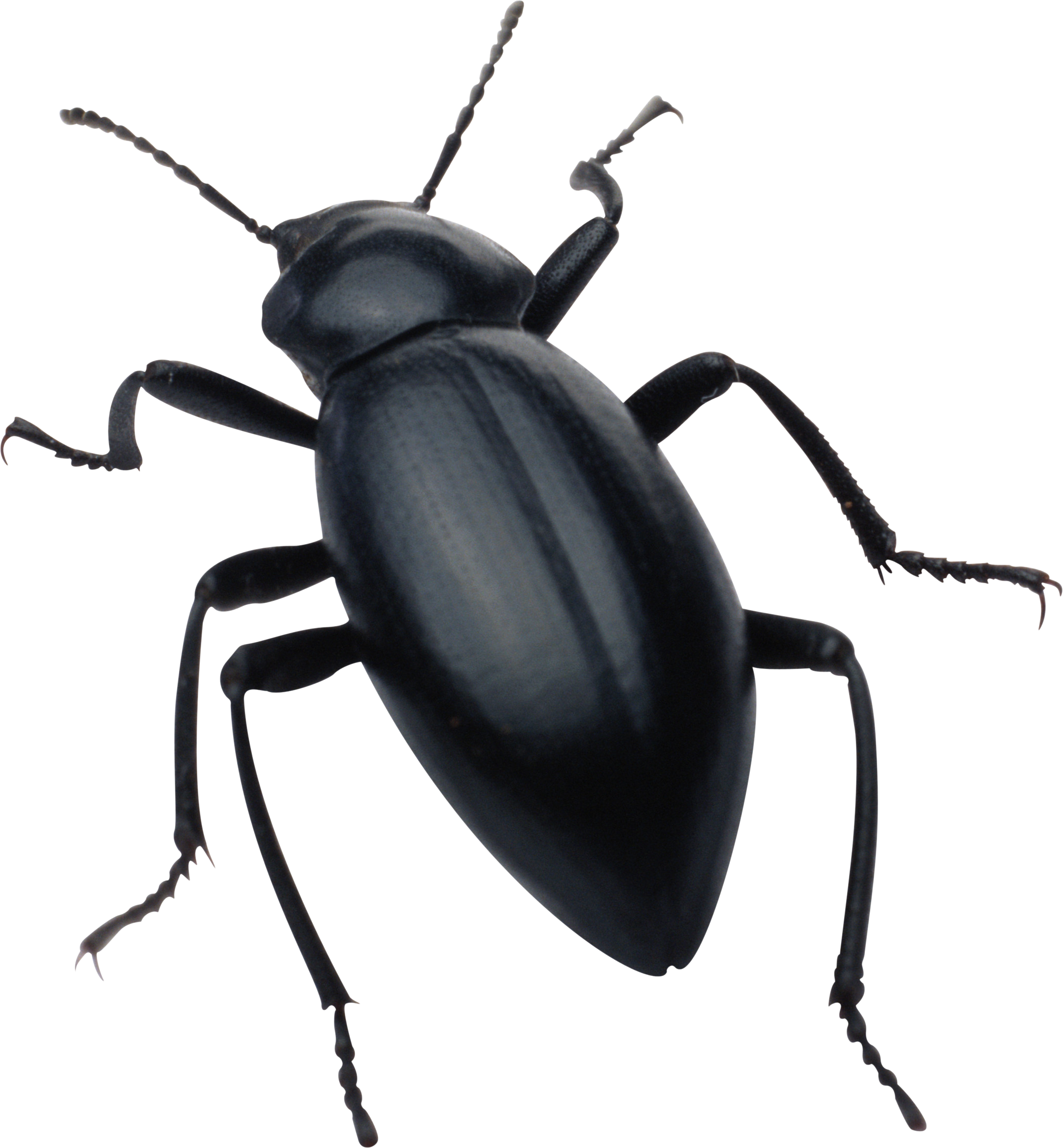 Detail Insect Transparent Background Nomer 2