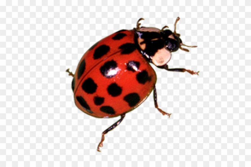 Detail Insect Transparent Background Nomer 12