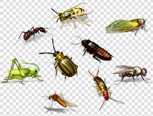 Detail Insect Transparent Background Nomer 13