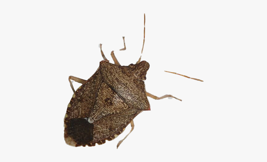 Detail Insect Transparent Background Nomer 14