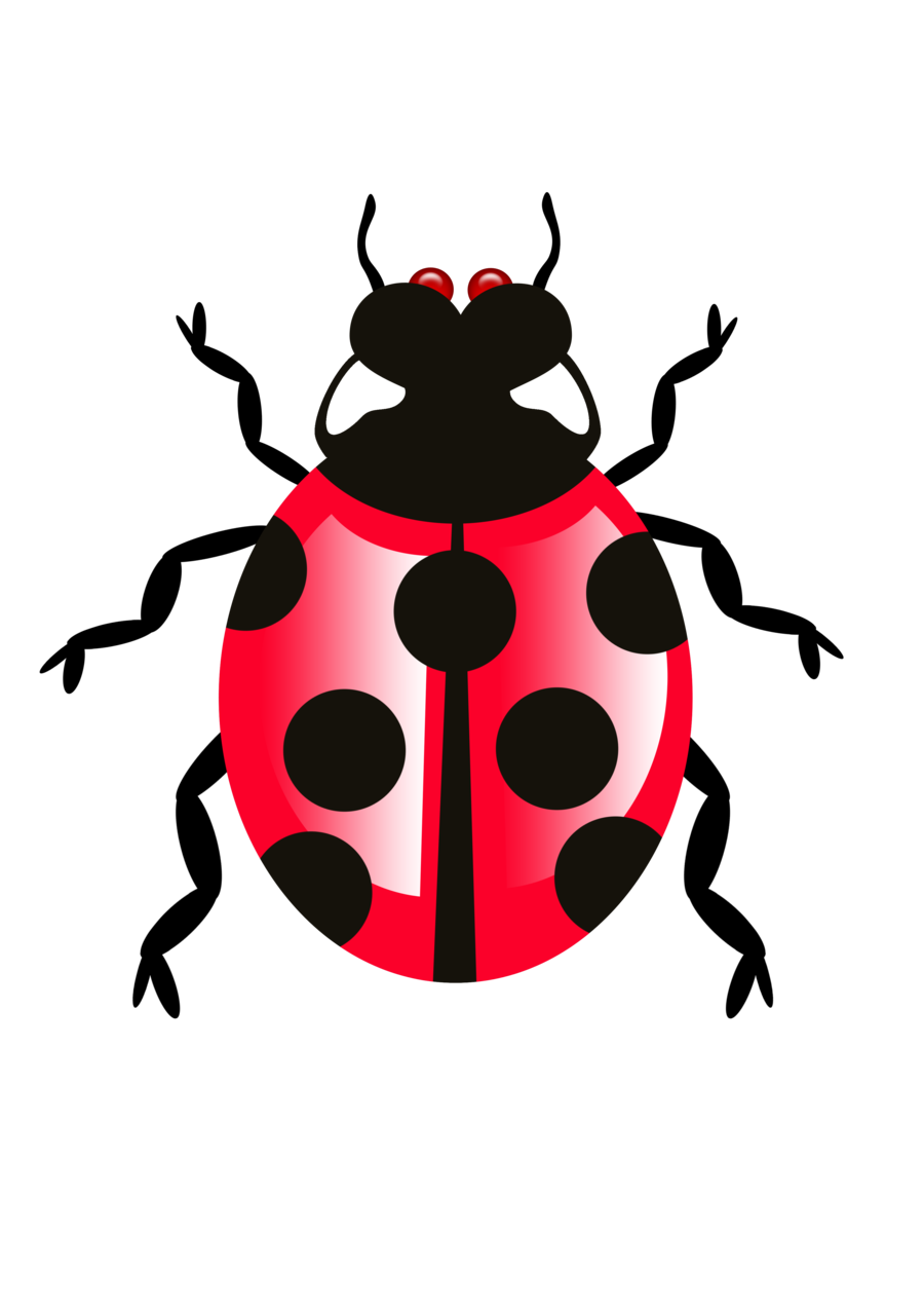 Detail Insect Transparent Background Nomer 17