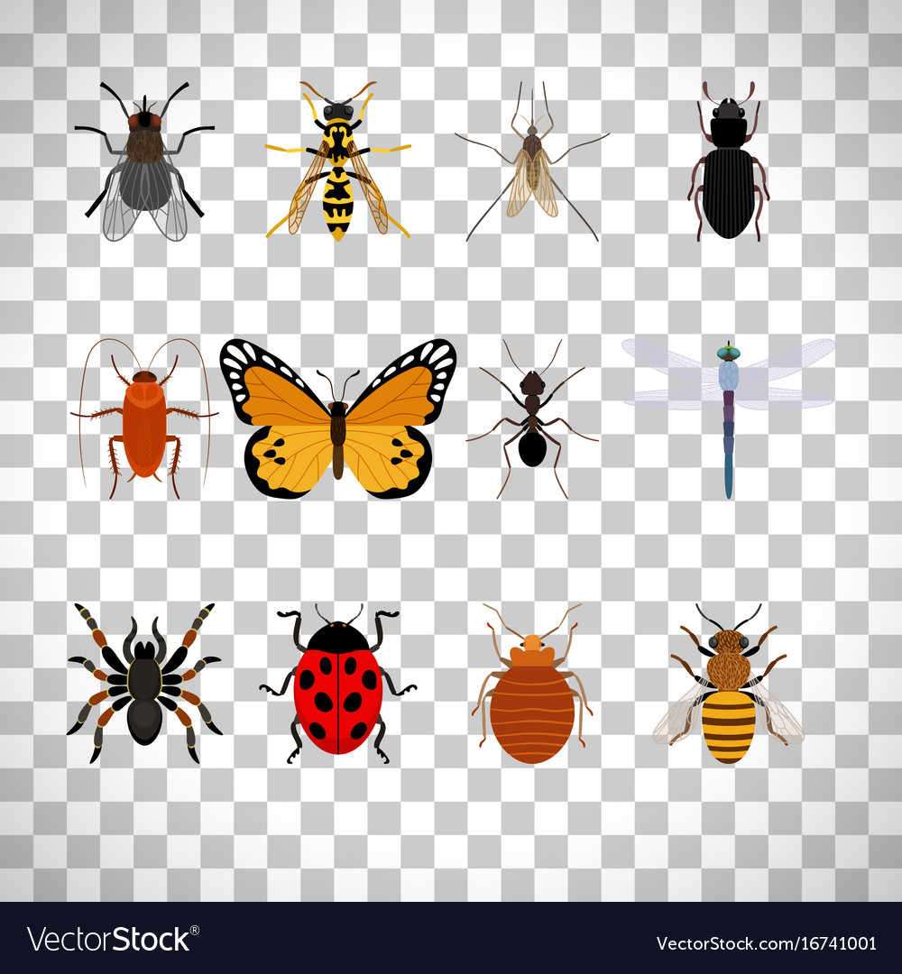 Detail Insect Transparent Background Nomer 18