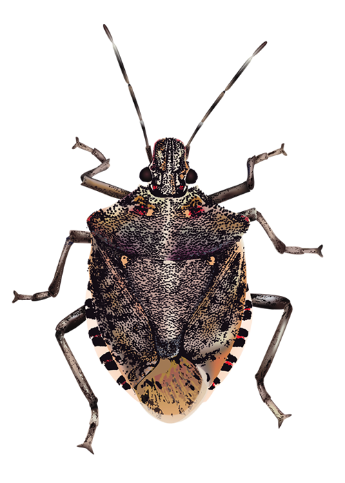 Detail Insect Transparent Background Nomer 19