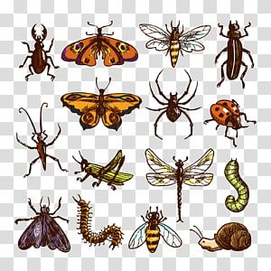 Detail Insect Transparent Background Nomer 20
