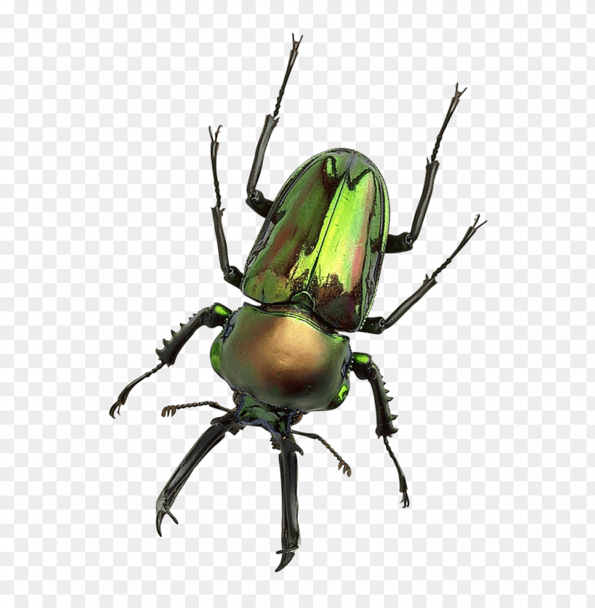 Detail Insect Transparent Background Nomer 3