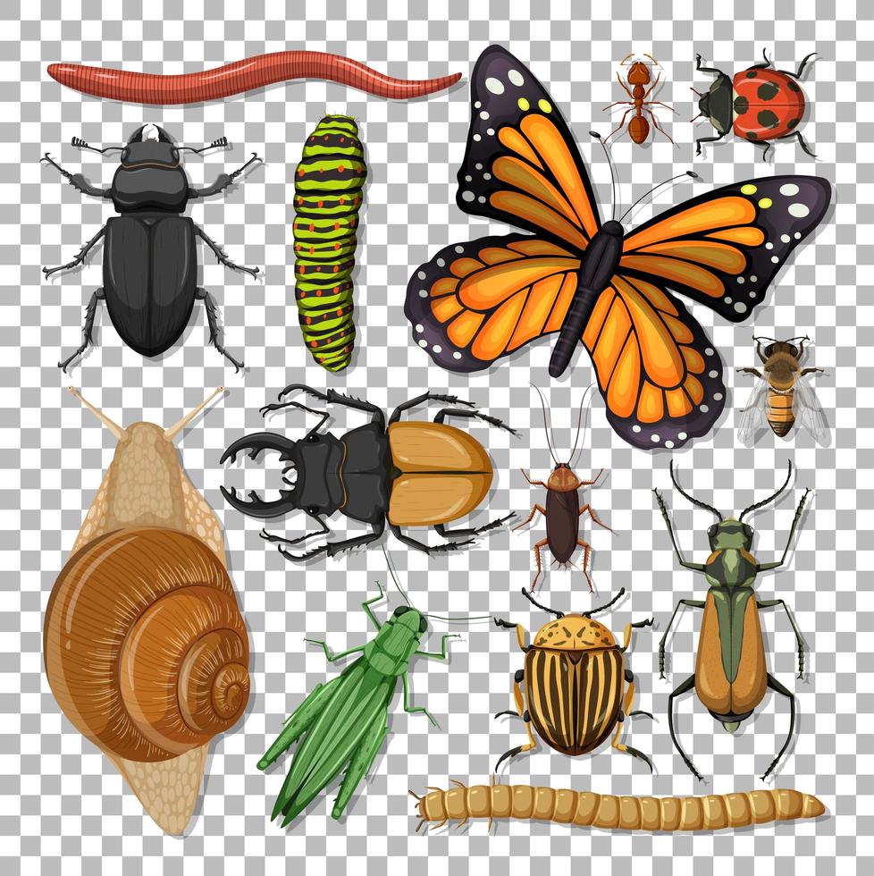 Detail Insect Transparent Background Nomer 21