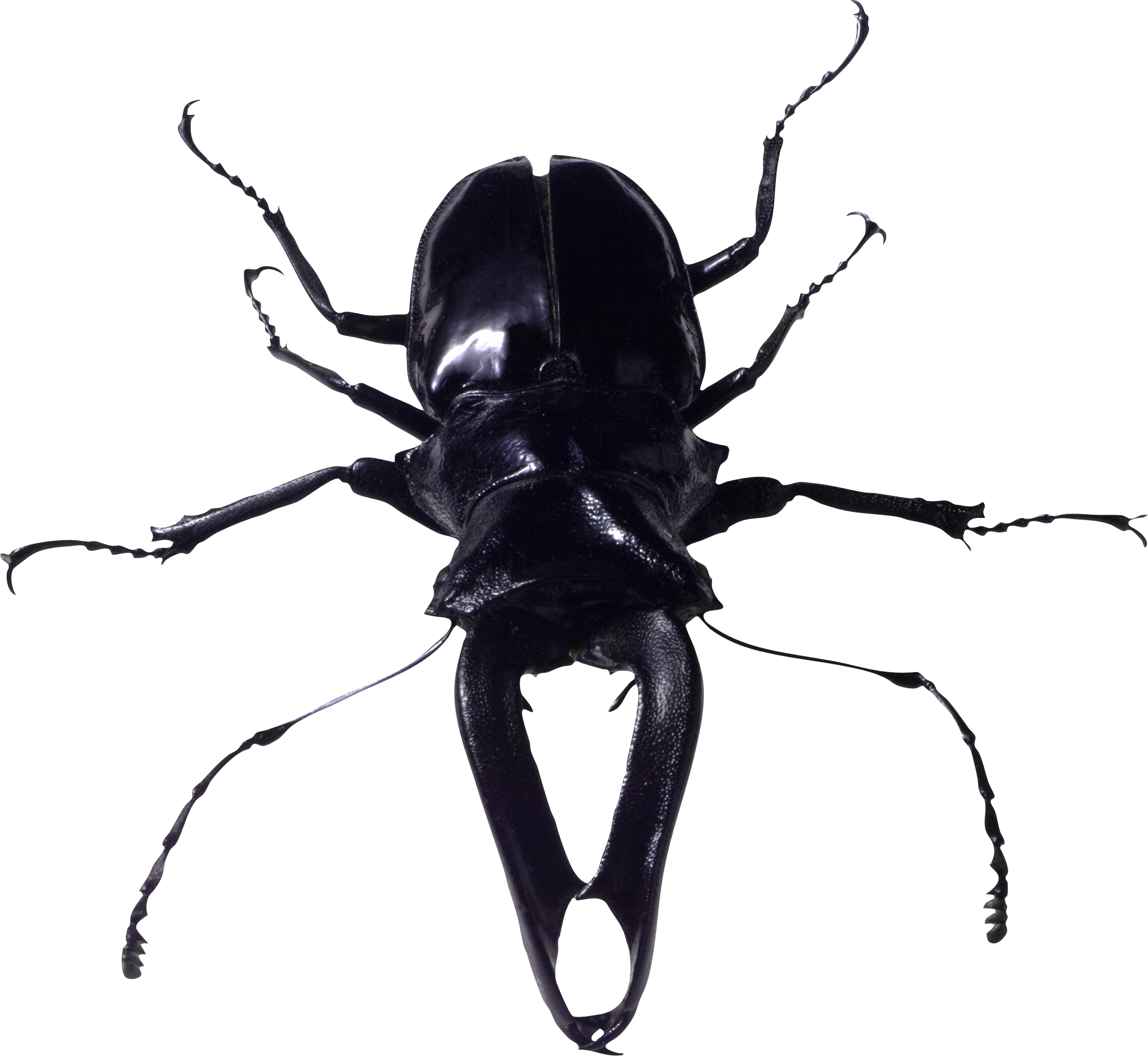 Detail Insect Transparent Background Nomer 22