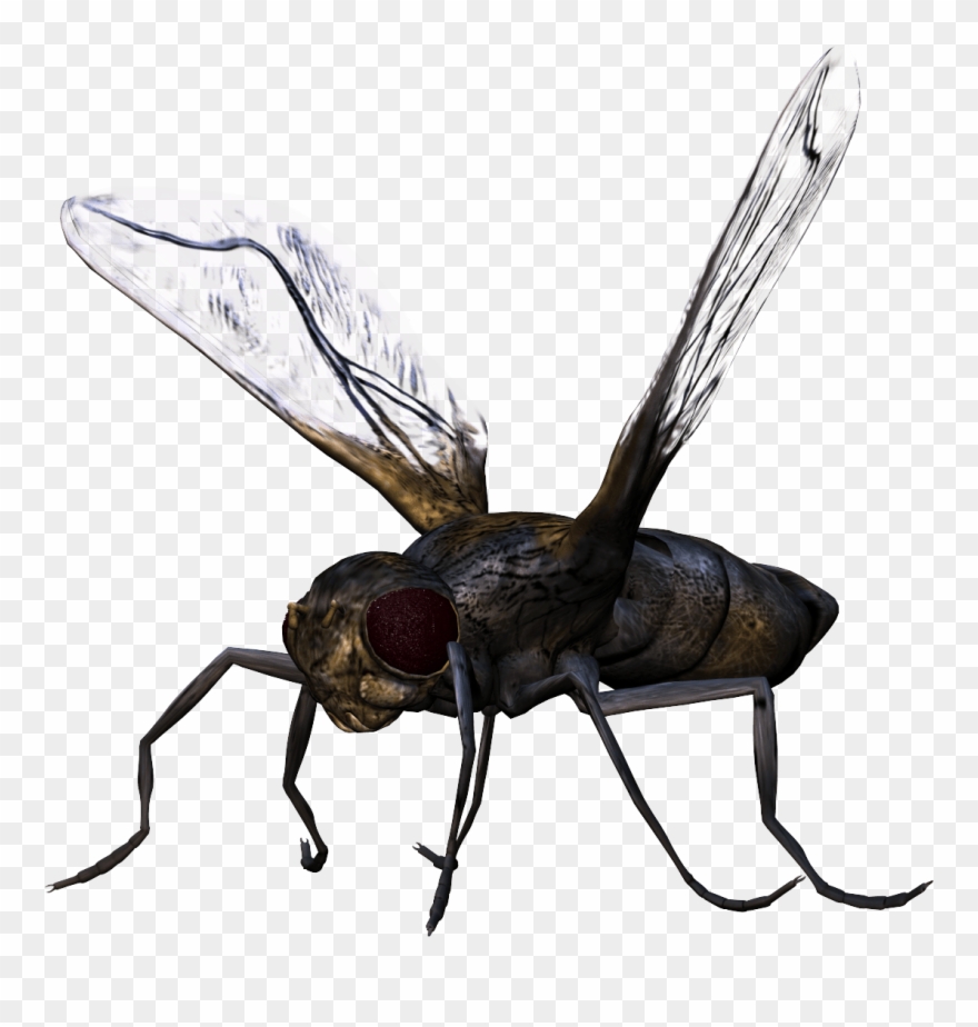 Detail Insect Transparent Background Nomer 23