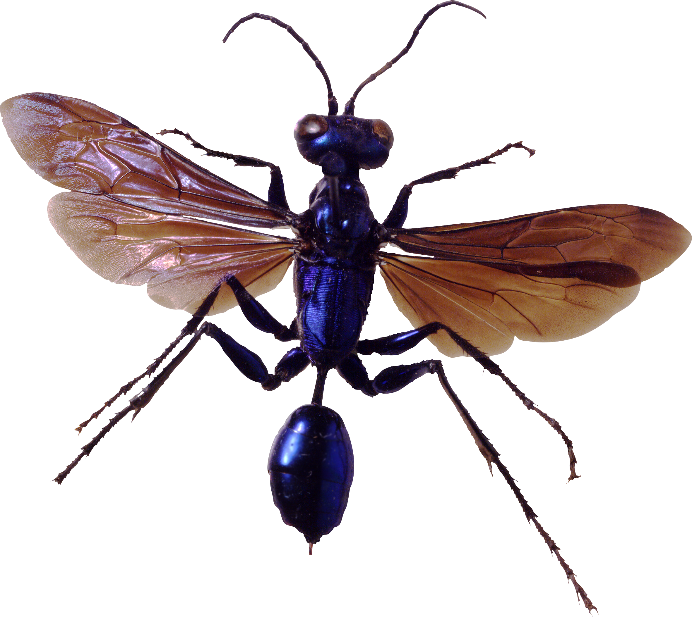 Detail Insect Transparent Background Nomer 24