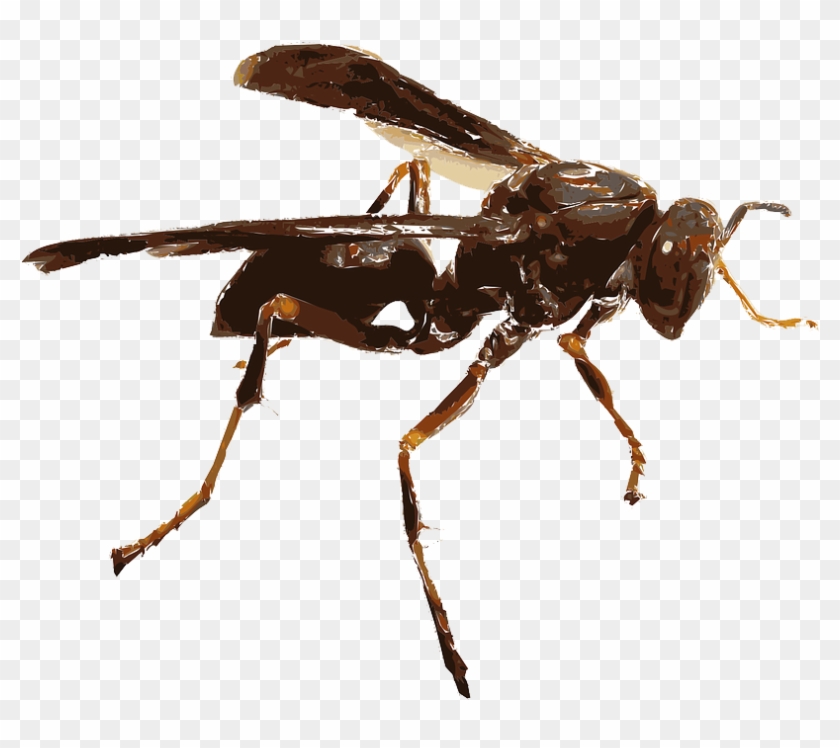 Detail Insect Transparent Background Nomer 25