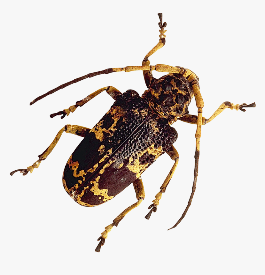 Detail Insect Transparent Background Nomer 26
