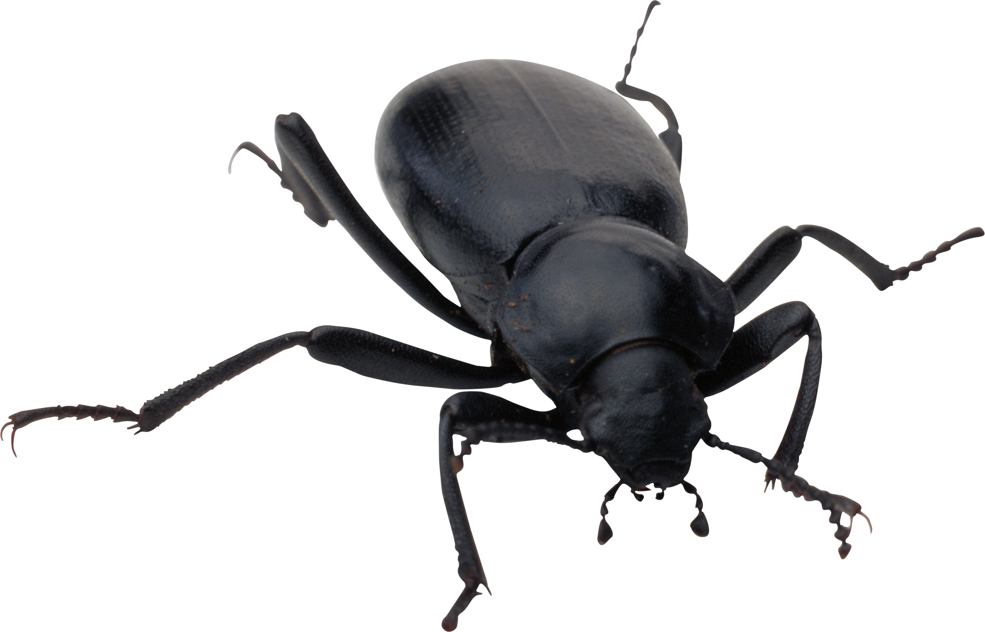 Detail Insect Transparent Background Nomer 28