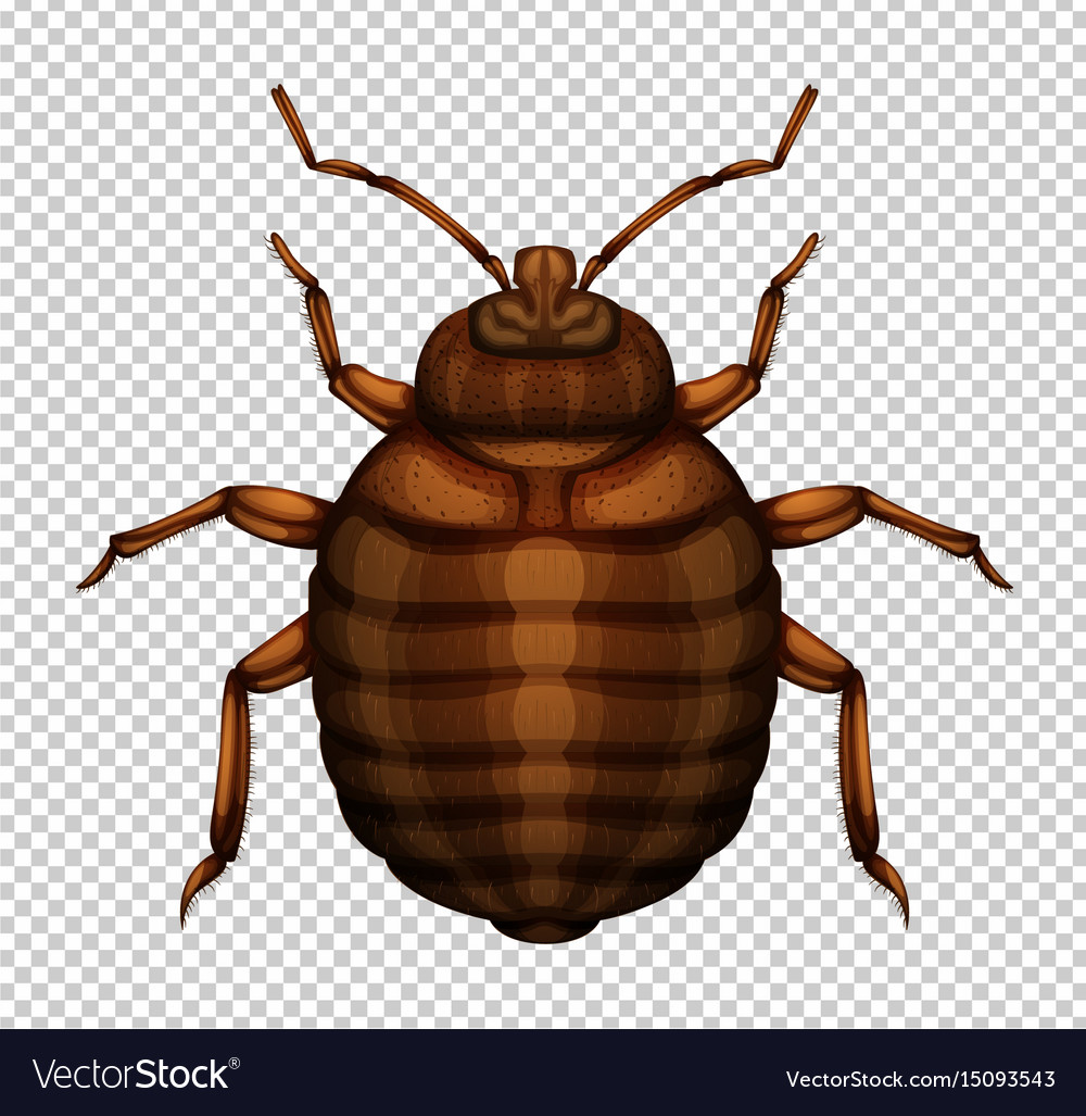 Detail Insect Transparent Background Nomer 30