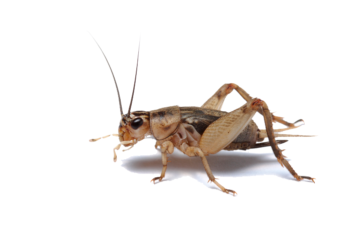 Detail Insect Transparent Background Nomer 31