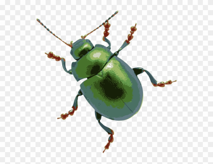 Detail Insect Transparent Background Nomer 5