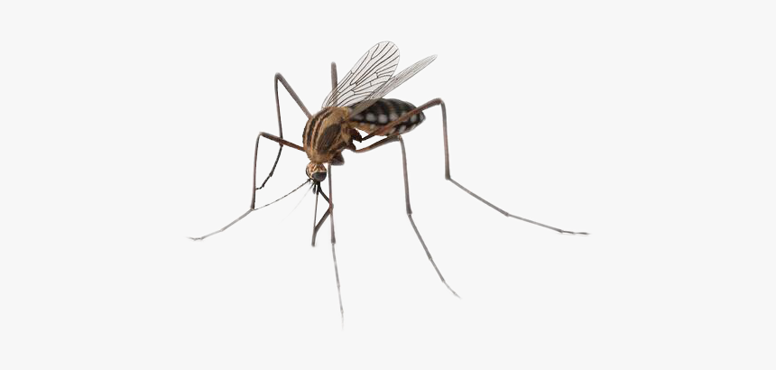 Detail Insect Transparent Background Nomer 39