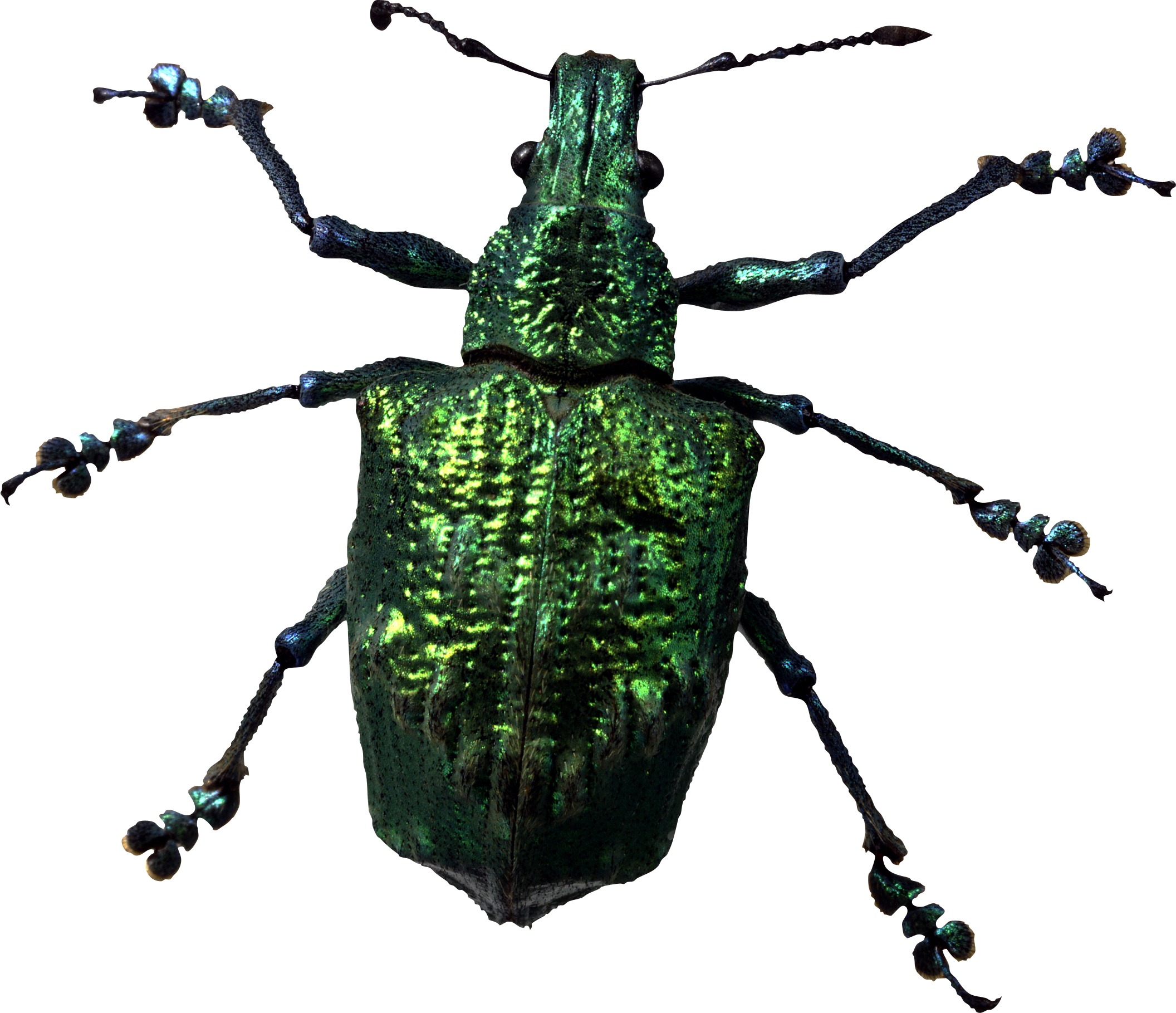 Detail Insect Transparent Background Nomer 43