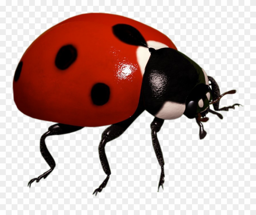 Detail Insect Transparent Background Nomer 6