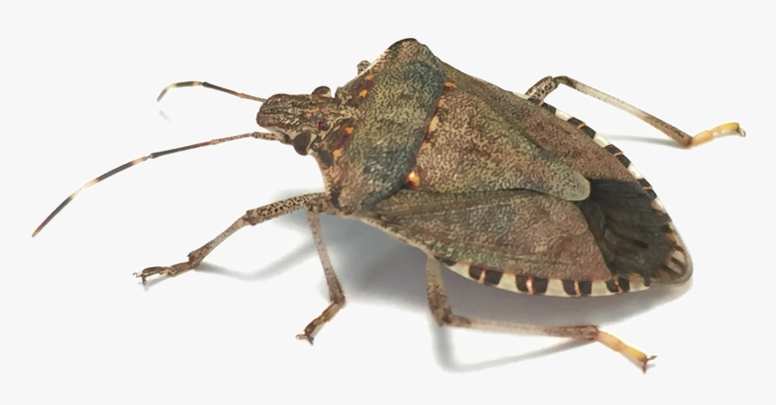 Detail Insect Transparent Background Nomer 48