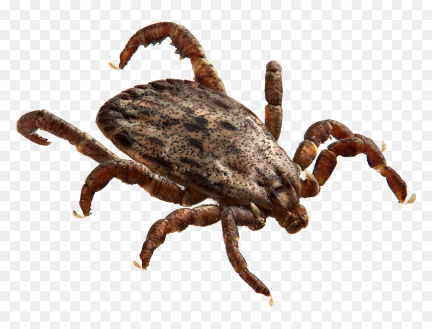 Detail Insect Transparent Background Nomer 50