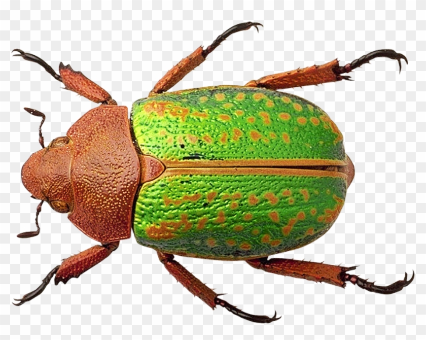 Detail Insect Transparent Background Nomer 52