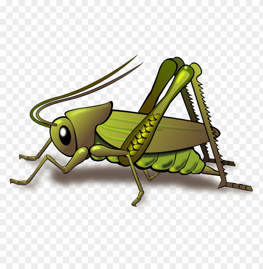 Detail Insect Transparent Background Nomer 54