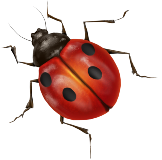 Detail Insect Transparent Background Nomer 7