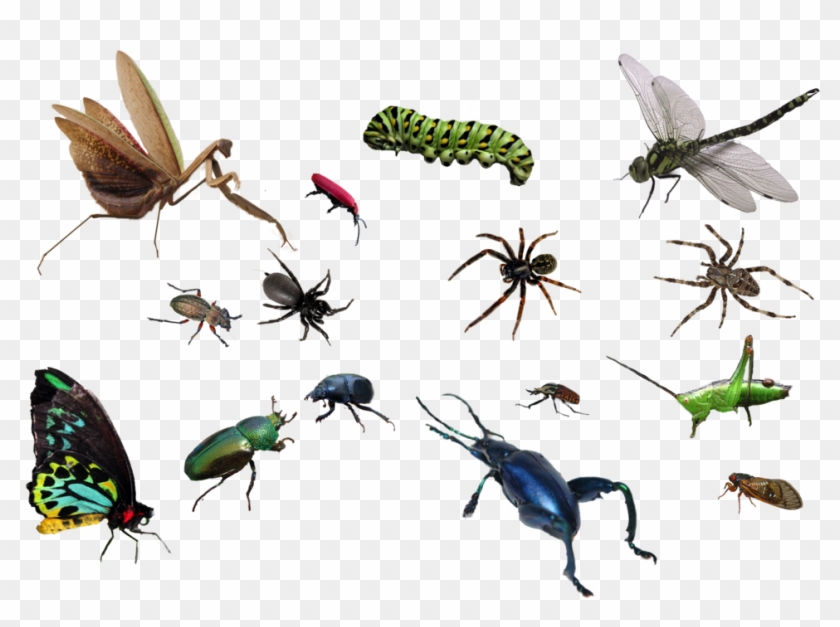 Detail Insect Transparent Background Nomer 8