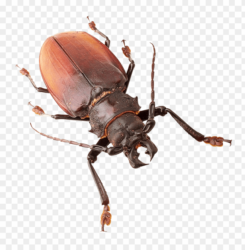 Detail Insect Transparent Background Nomer 9