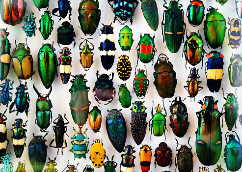 Detail Insect Wallpaper Nomer 23