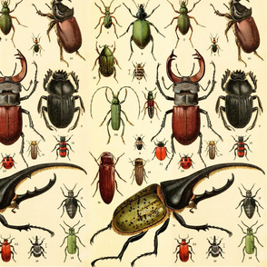 Detail Insect Wallpaper Nomer 42