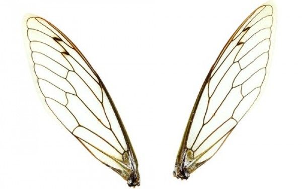 Insect Wings Png - KibrisPDR