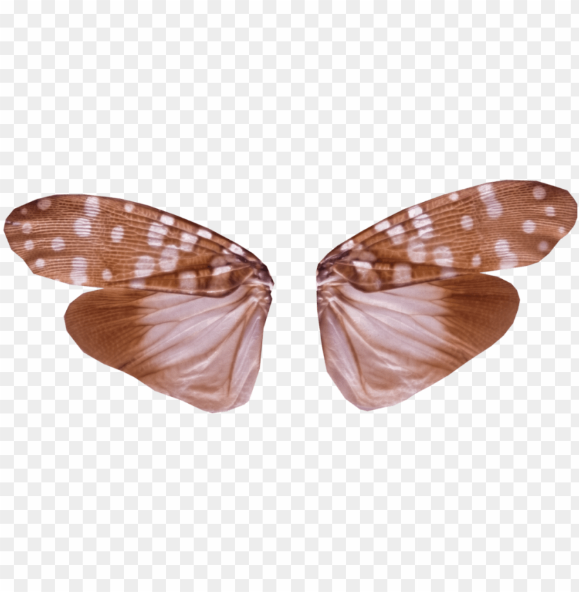 Detail Insect Wings Png Nomer 6