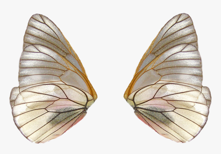 Detail Insect Wings Png Nomer 7