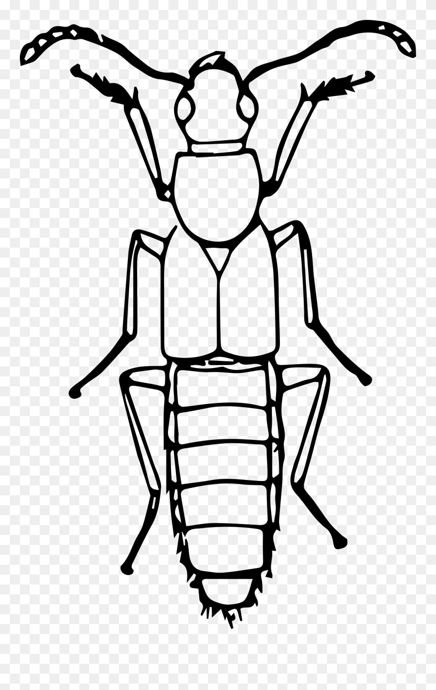 Detail Insects Clipart Black And White Nomer 13