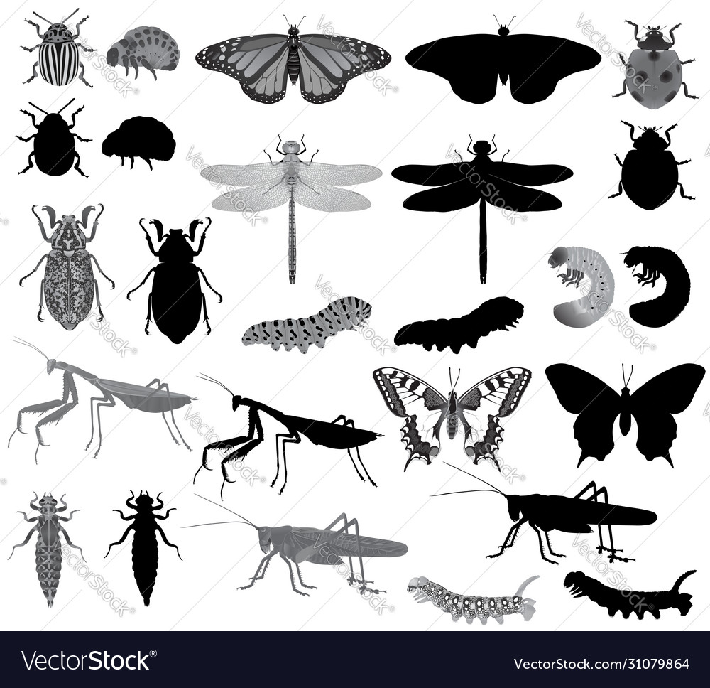 Detail Insects Clipart Black And White Nomer 43