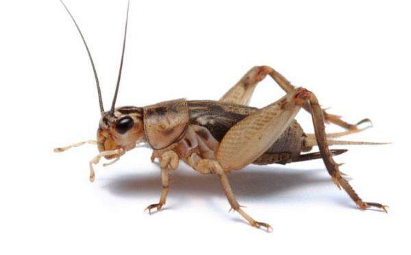 Insects Crickets Pictures - KibrisPDR
