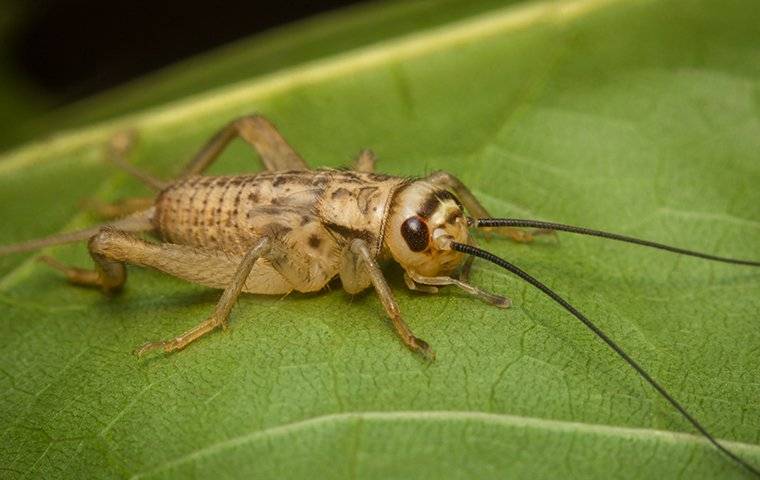 Detail Insects Crickets Pictures Nomer 9