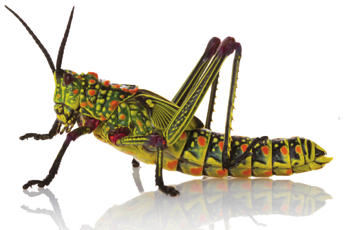 Detail Insects Hd Nomer 34